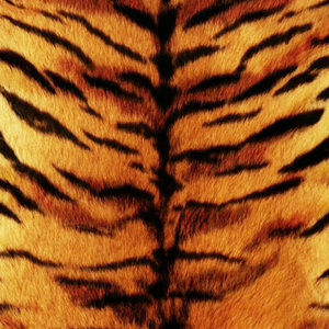 Meet your Posher, Sasha